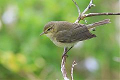 Common Chiffchaff